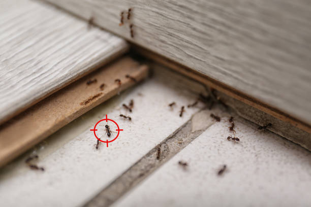 Best Termite Control Services  in Liberty, NC