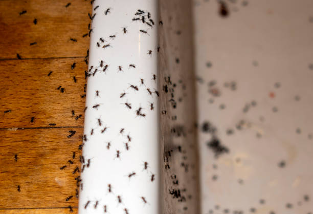 Best Pest Control for Businesses  in Liberty, NC
