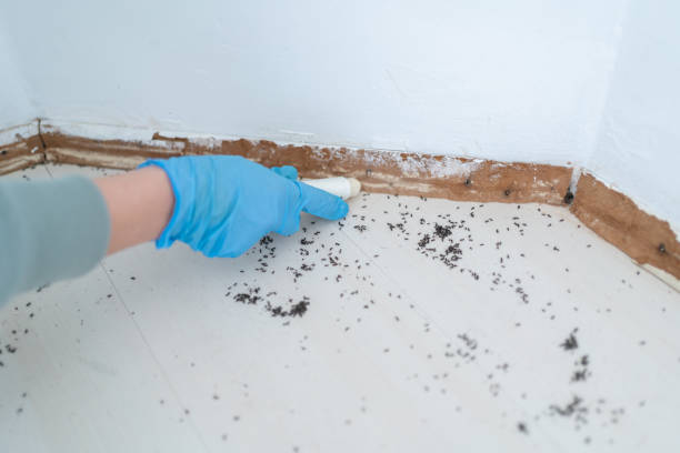 Flea Control Services in Liberty, NC